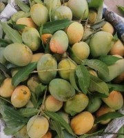 10 KG গোবিন্দভোগ আম ফর্মালিন মুক্ত (সরাসরী সাতক্ষীরার বাগান থেকে)