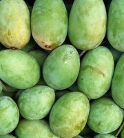 20KG ল্যাংড়া আম (সরাসরী সাতক্ষীরার বাগান থেকে)