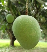 10 KG গোবিন্দভোগ আম ফর্মালিন মুক্ত (সরাসরী সাতক্ষীরার বাগান থেকে)