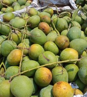 20KG হিমসাগর আম ফর্মালিন মুক্ত (সরাসরী সাতক্ষীরার বাগান থেকে)